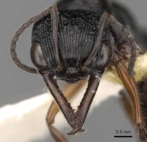 Myrmecia fulvipes - CASENT0914033