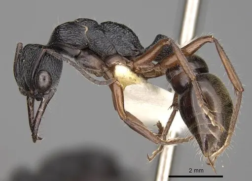 Myrmecia fulvipes - CASENT0914033