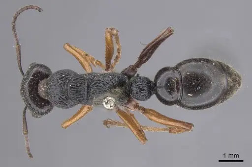 Myrmecia fulvipes - CASENT0915407