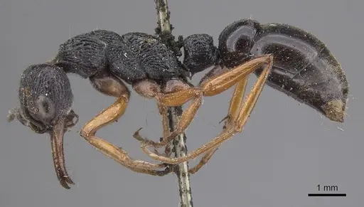 Myrmecia fulvipes - CASENT0915407