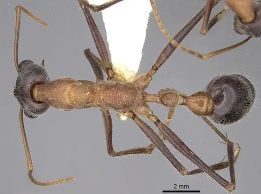 Myrmecia fuscipes specimen
