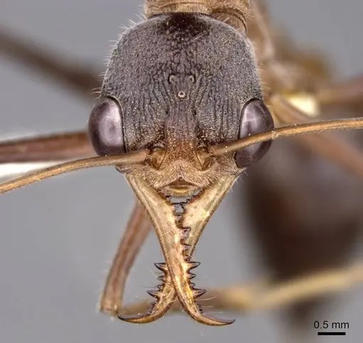 Myrmecia fuscipes specimen