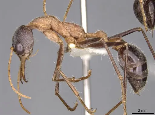 Myrmecia fuscipes specimen