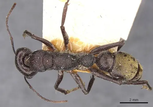Myrmecia gilberti specimen