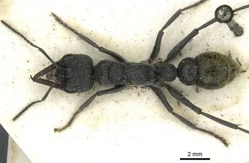 Myrmecia gilberti - CASENT0912438