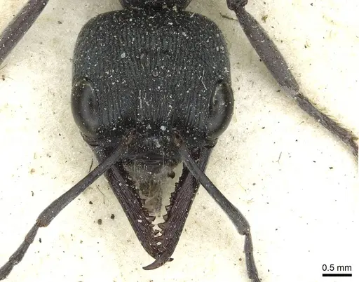 Myrmecia gilberti - CASENT0912438