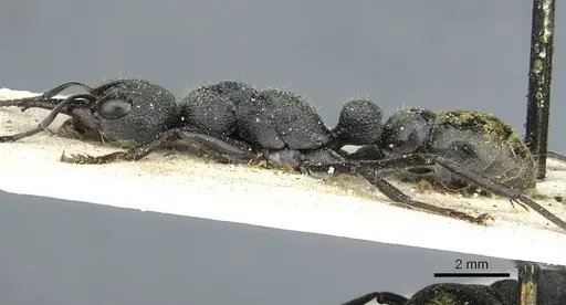 Myrmecia gilberti - CASENT0912438