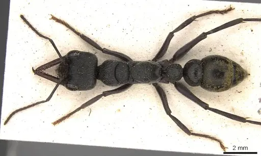 Myrmecia gilberti - CASENT0914034
