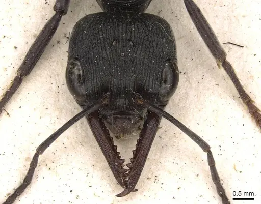 Myrmecia gilberti - CASENT0914034