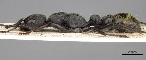 Myrmecia gilberti - CASENT0914034