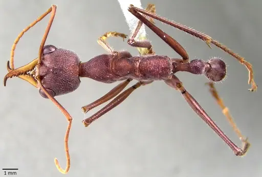Myrmecia gratiosa specimen