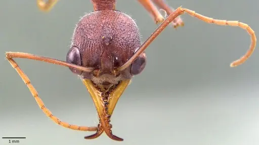 Myrmecia gratiosa specimen