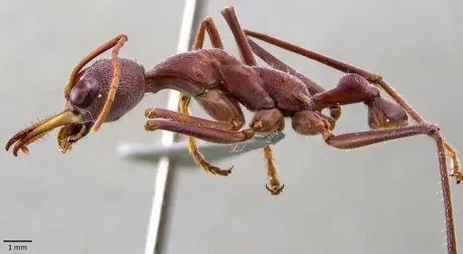Myrmecia gratiosa specimen
