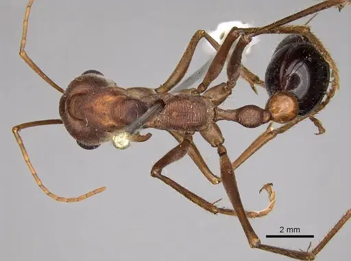Myrmecia gratiosa - CASENT0914024