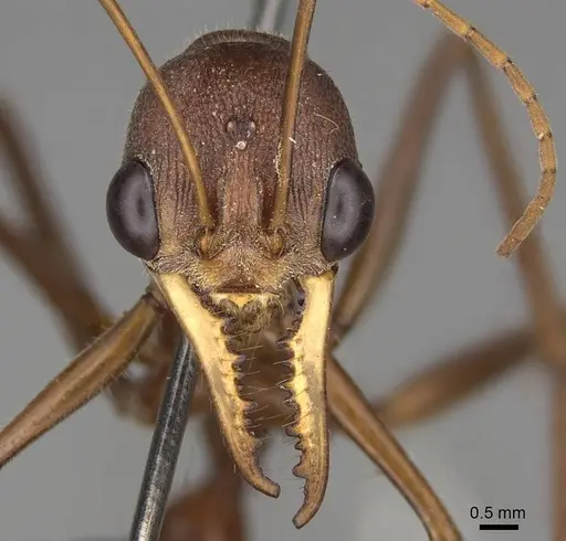 Myrmecia gratiosa - CASENT0914024