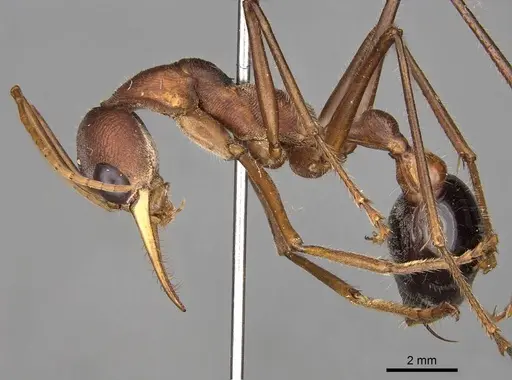 Myrmecia gratiosa - CASENT0914024