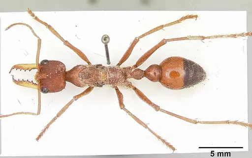 Myrmecia gulosa specimen