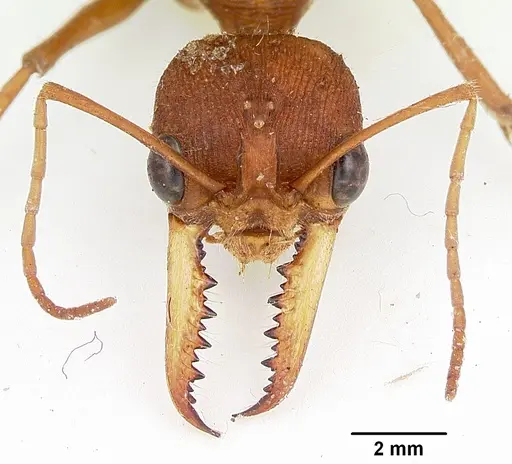 Myrmecia gulosa specimen