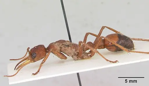 Myrmecia gulosa specimen