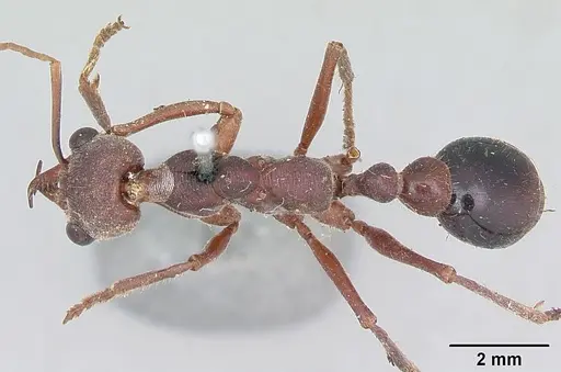 Myrmecia gulosa - CASENT0103310