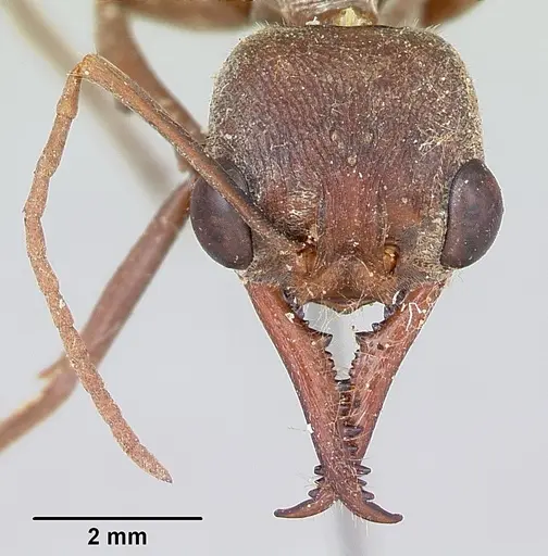 Myrmecia gulosa - CASENT0103310
