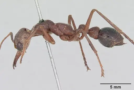 Myrmecia gulosa - CASENT0103310