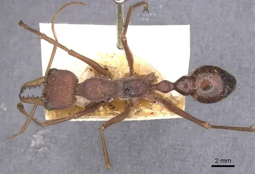 Myrmecia gulosa - CASENT0907083