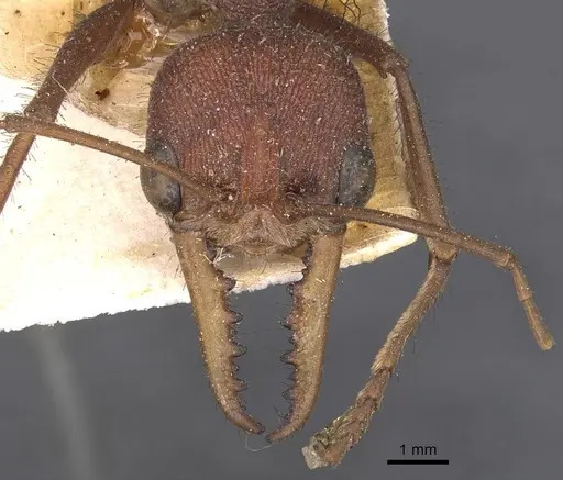 Myrmecia gulosa - CASENT0907083