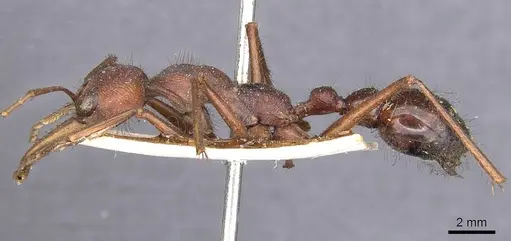 Myrmecia gulosa - CASENT0907083