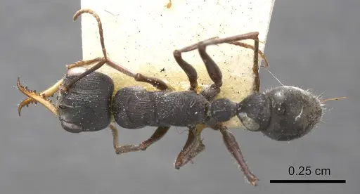 Myrmecia harderi specimen