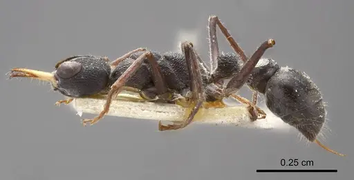 Myrmecia harderi specimen