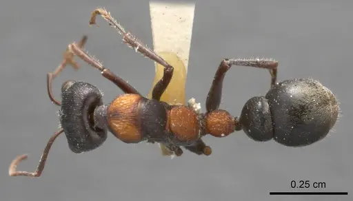 Myrmecia harderi - ANTWEB1008287