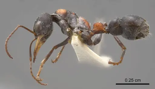 Myrmecia harderi - ANTWEB1008287
