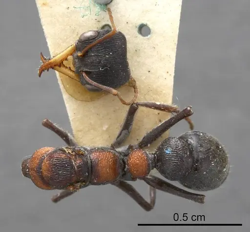 Myrmecia harderi - ANTWEB1008293