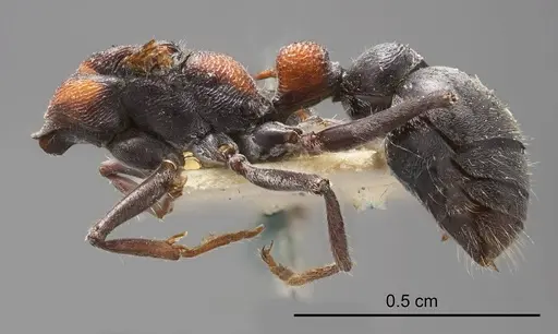 Myrmecia harderi - ANTWEB1008293