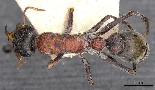 Myrmecia harderi - CASENT0907085