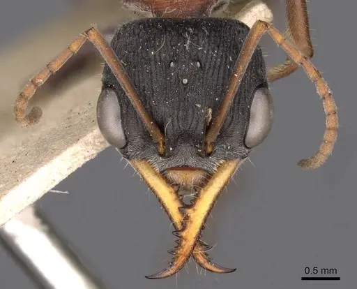 Myrmecia harderi - CASENT0907085