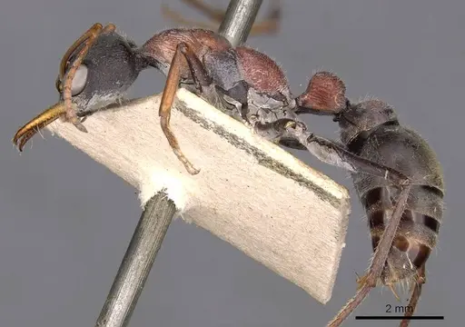 Myrmecia harderi - CASENT0907085