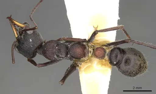 Myrmecia harderi - CASENT0914308
