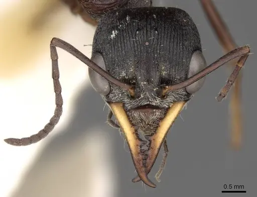 Myrmecia harderi - CASENT0914308