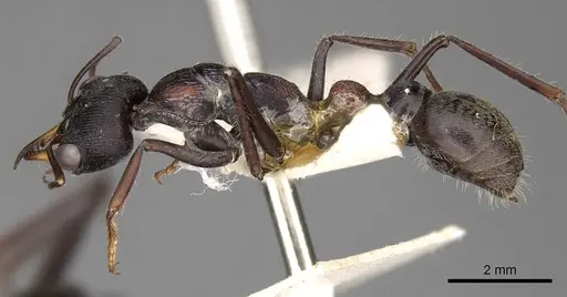Myrmecia harderi - CASENT0914308