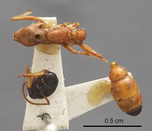 Myrmecia hilli specimen
