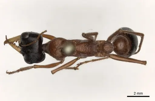 Myrmecia hilli - CASENT0217497