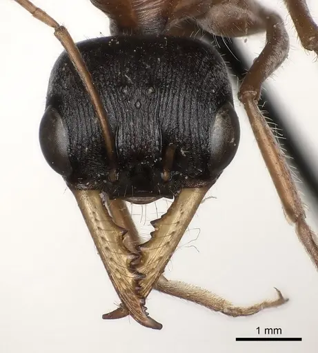 Myrmecia hilli - CASENT0217497