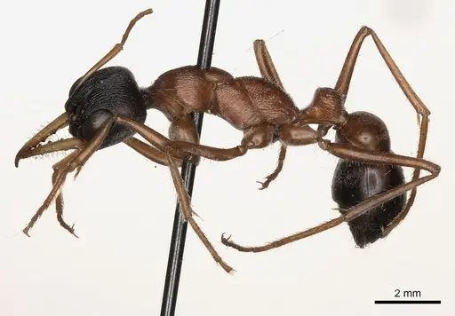 Myrmecia hilli - CASENT0217497