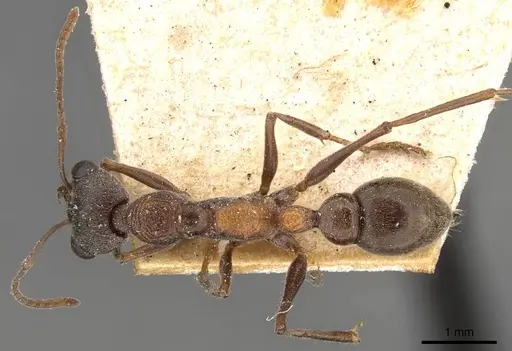 Myrmecia infima specimen