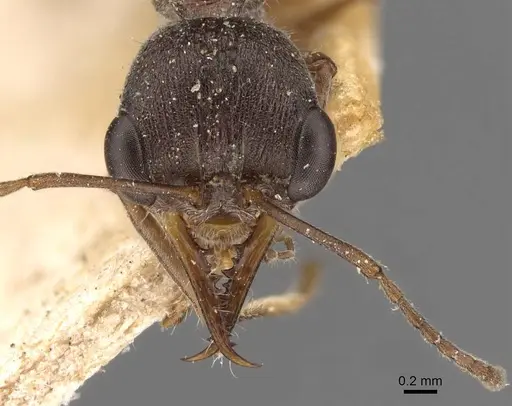 Myrmecia infima specimen