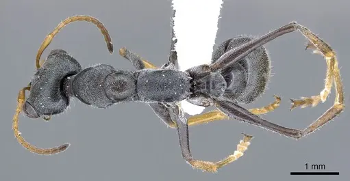 Myrmecia loweryi specimen