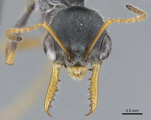 Myrmecia loweryi specimen