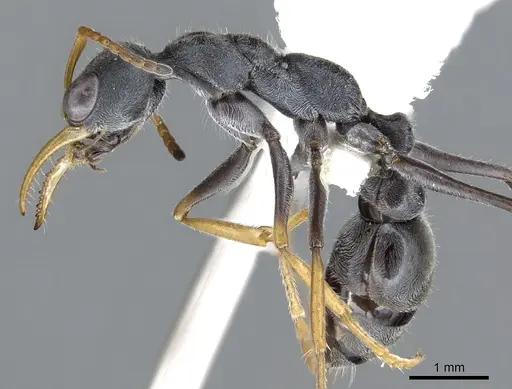 Myrmecia loweryi specimen